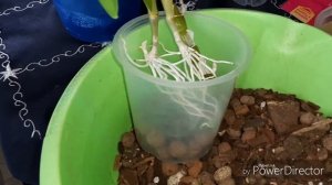 Размножение орхидей.Дендробиум Нобиле.Отделение и посадка деток???