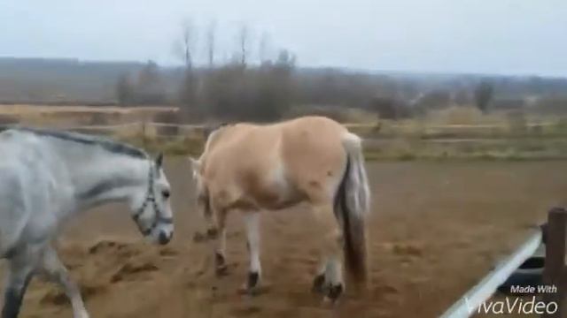 ВЛОГ!!Маргошин дом часть 2!!! смотреть онлайн