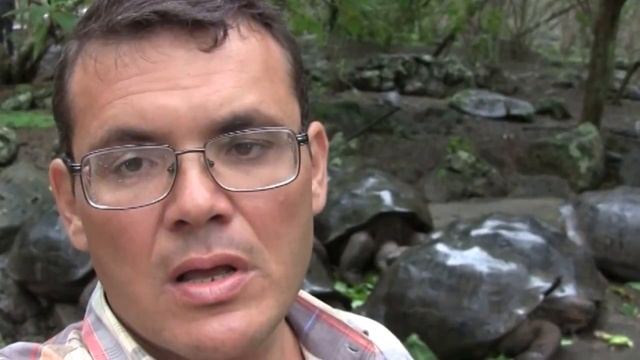 ГАЛАПАГОСЫ: зеленые черепахи, покинутые Одиноким Джорджем смотреть онлайн