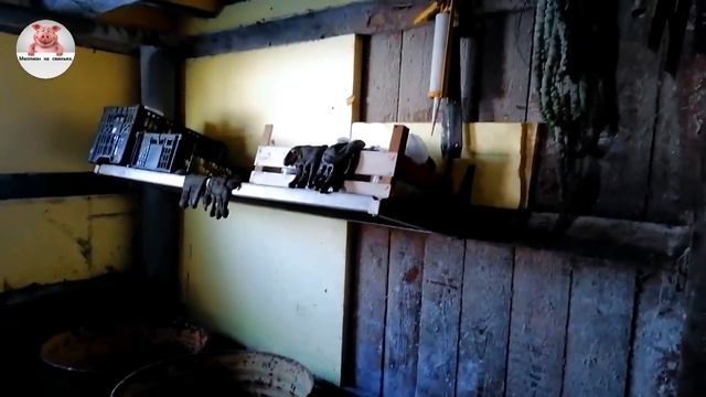 Миллион на свиньях.Обновление глубокой подстилки .Прибыль от продажи свинины. смотреть онлайн