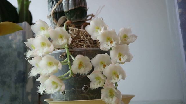 Clowesia Jumbo Grace 'Jumbo Orchids' смотреть онлайн