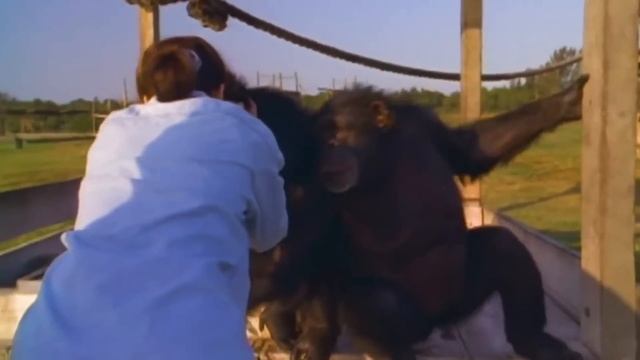 Animals Reunited With Owners After Years ! смотреть онлайн