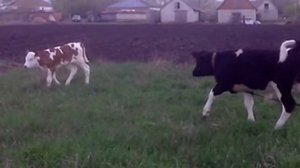 СУХОЕ ЗЕРНО В РАЦИОНЕ У КОРОВ И СВИНЕЙ.