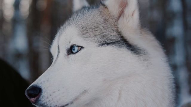 Music For Dogs To Be Happy ? Christmas Music For Dogs ? Music For Dogs смотреть онлайн