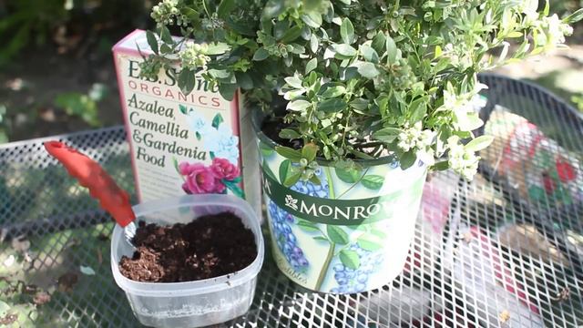 How to Take Care of a Potted Blueberry Bush : Garden Space смотреть онлайн