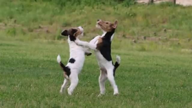 Собачий вальс.