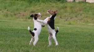 Собачий вальс.