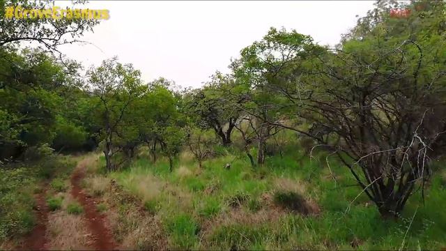 1230 Hectares Game Farm For Sale Thabazimbi Limpopo South Africa смотреть онлайн