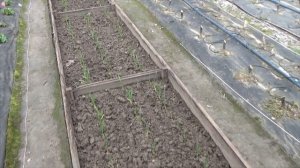 Срок службы коробов для грядок из дерева и как продлить его. Результат использования после трех лет