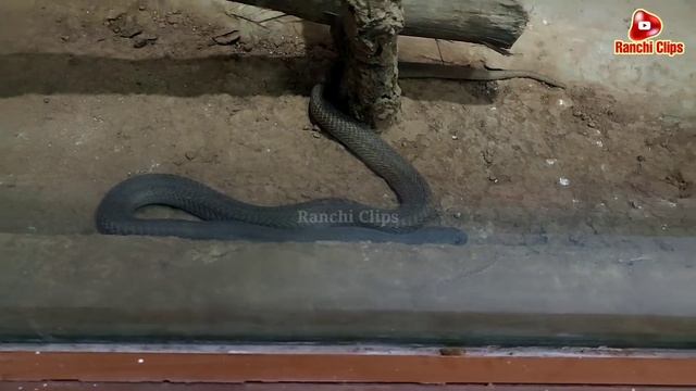 Ranchi Zoo|Snake House in Birsa Zoological Park,Ranchi| Full Details 2022 смотреть онлайн