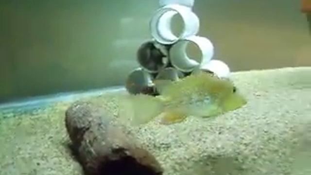 Geophagus steindachneri смотреть онлайн
