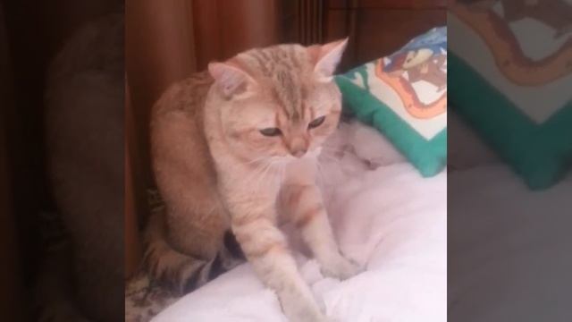 Кот мнёт лапы смотреть онлайн