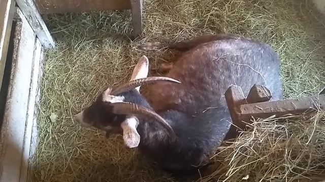 Поведение козы перед родами. смотреть онлайн