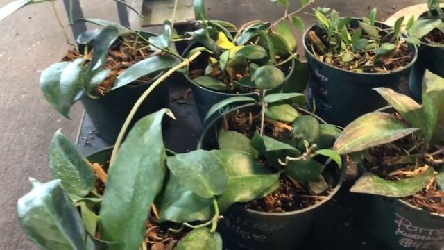 Rare Tropical Exotic Plants Hoya Philodendron Houseplants Rare Plant Shopping Plant Haul Christine смотреть онлайн