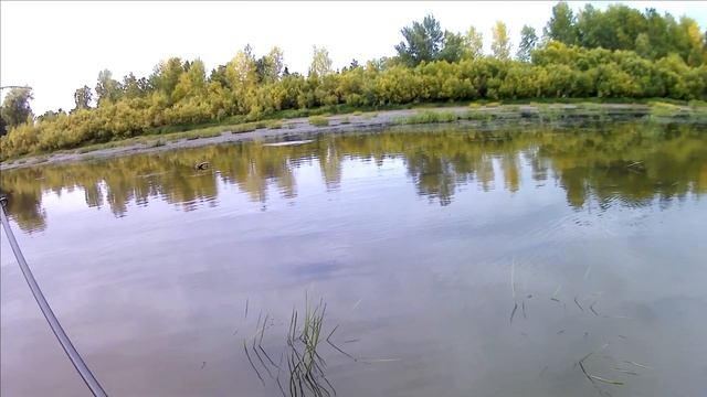 Выход щуки на топвотер Gunfish 95 смотреть онлайн