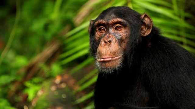Шимпанзе - интересные факты