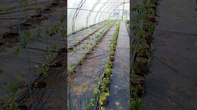 Высадка помидор под черную пленку.2018год смотреть онлайн