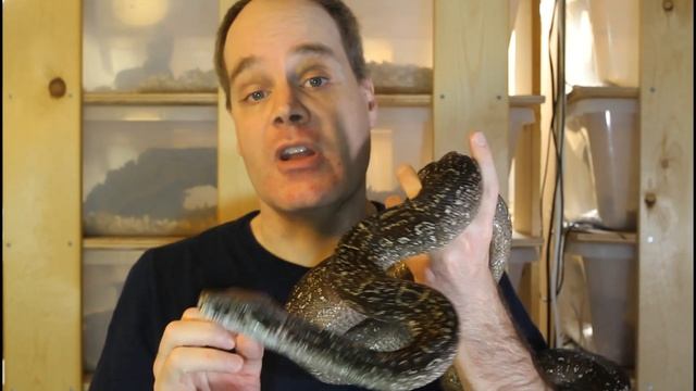 Top 10 Boa Constrictor Myths and Misconceptions смотреть онлайн