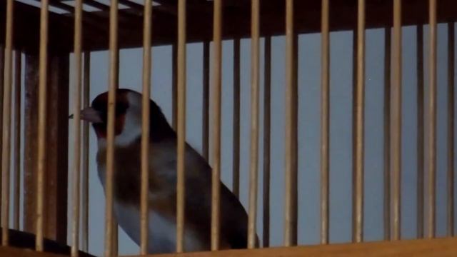 щегол поет 3 смотреть онлайн