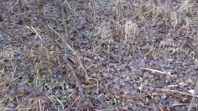 грибы на новогодний стол сбор и рецепт смотреть онлайн