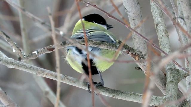 Синицы едят семечки, Great tit смотреть онлайн