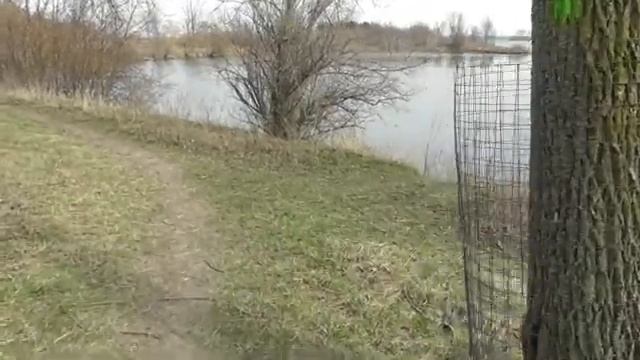 Бакланы прилетели. Пушистая рыжая белка. смотреть онлайн