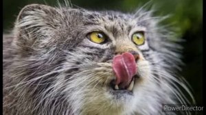 УЖАСНАЯ ИСТОРИЯ : КОТ МАНУЛ СПАС СТАРУШКУ от 3-х ГРАБИТЕЛЕЙ в ДОМЕ