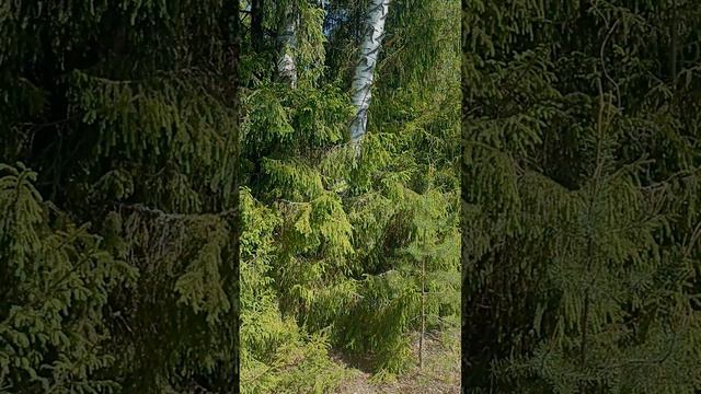 Ловим бродячих пчёл в лесу 2024