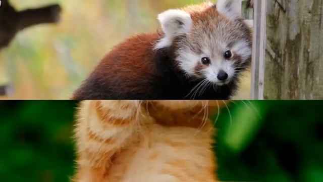 Няшки-животные! (♡~♡) смотреть онлайн