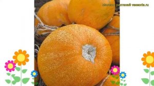 Тыква твердокорая Кустовая оранжевая. Краткий обзор, описание характеристик Kustovaia oranzhevaia
