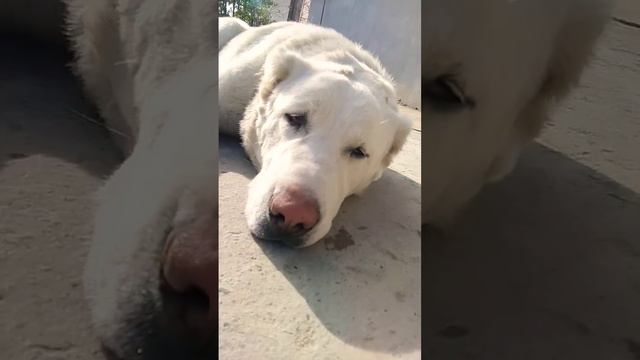 Команда нельзя Алабай Николь (САО) 9 месяцев #alabai #doglover #sara #дрессировка #puppy #dogsvideo смотреть онлайн