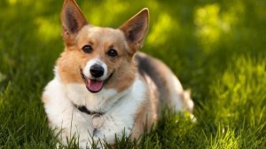 Лучшая музыка для собак, чтобы успокоить собаку музыкой для сна