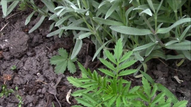 Почвопокровное растение.  Ясколка!