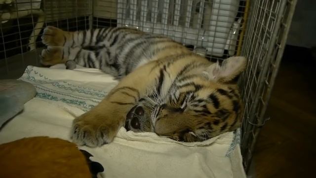 ТОП 5 лучшие видео смешные милые тигрята. смотреть онлайн