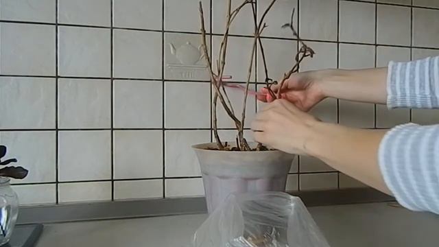 Реанимация Фуксии. Обрезка и пересадка. Часть 1. смотреть онлайн