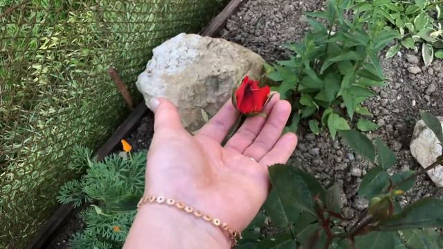 Нет желания что-либо делать .(27.05.23)