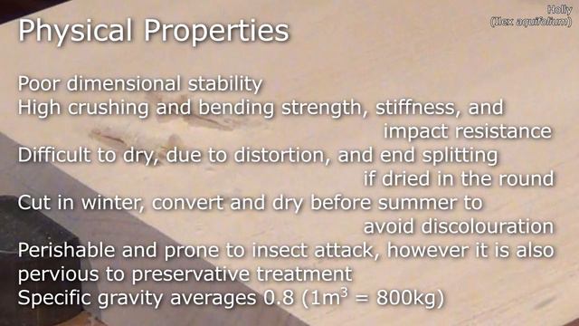 English Holly (ilex aquifolium) - Mitch's World of Woods смотреть онлайн