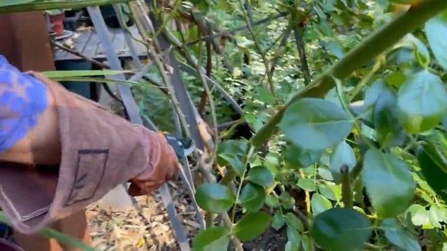 【养花·种菜】042 爬藤玫瑰的修剪与造型 Climbing Rose Pruning & Shaping