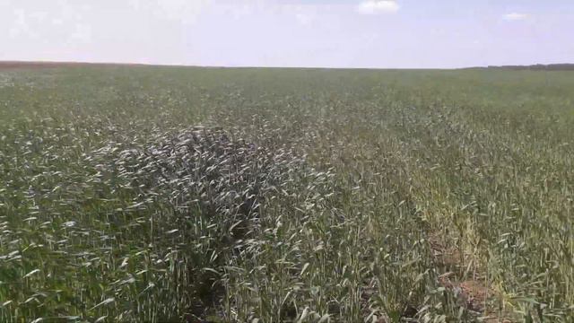 18.05.2019. Обзор NO-TILL посевов смотреть онлайн