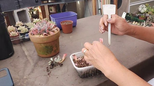 Berçário e Decapitação da SUCULENTA ECHEVERIA PINK TRUMPET /como estão/Atualização. смотреть онлайн