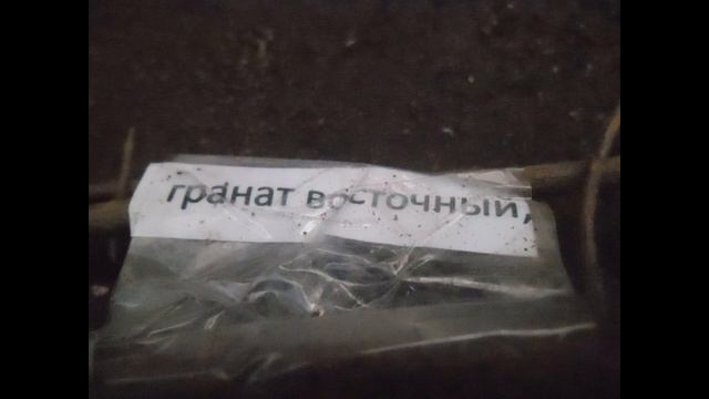 Саженцы от Садовод. Крым. смотреть онлайн