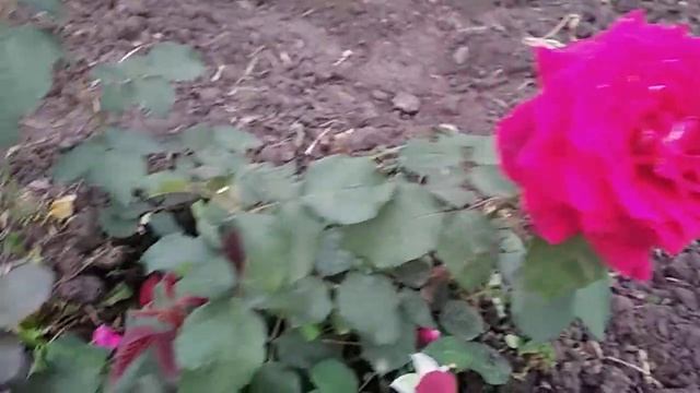 Роза Графиня Діана. смотреть онлайн