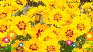 Кореопсис ланцетовидный Штернталер. Краткий обзор, описание coreopsis lanceolata Sterntaler