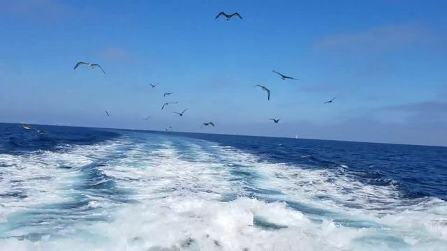 San pedro.los angeles.ca смотреть онлайн