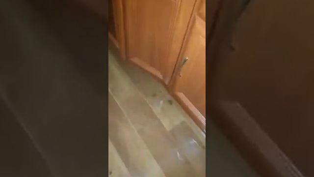 Что будет, если смыть кошачий лоток в унитаз? смотреть онлайн