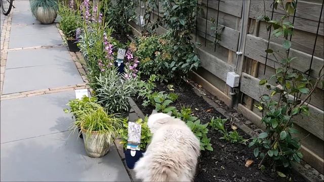 It's Finally Springtime | Bowie the Ragdoll Cat and the Jackdaws смотреть онлайн