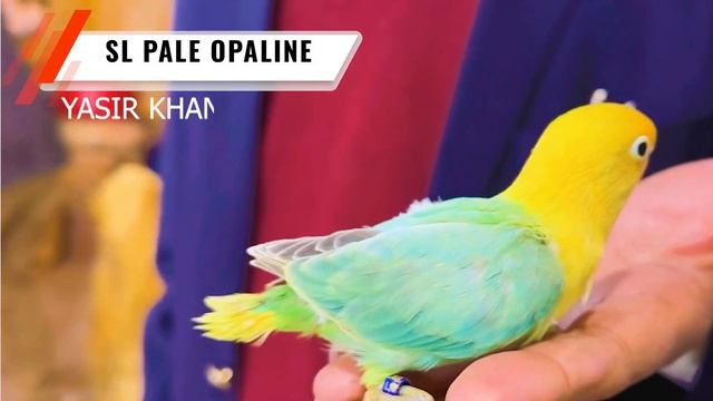 Latest Mutations Set Up Visit | Greywing, SL Pale Opaline, Dilute Opaline & Pale Faalow Opaline смотреть онлайн