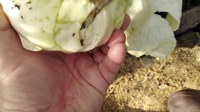 Вот занимаюсь всякой фигнёй.Все можно купить.Свои семена капусты и овощей. смотреть онлайн
