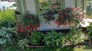 Цветочные композиции в кашпо. Разнообразие и мобильность. Обзор цветов в кашпо на 1 августа #2