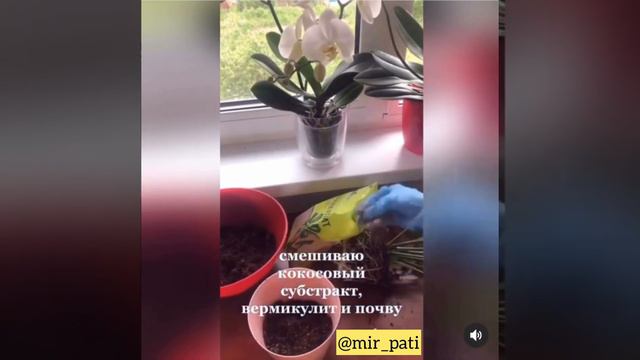 МОЙ СПАТИФИЛЛУМ ОТ ТАКОЙ ПЕРЕСАДКИ ЦВЕТЁТ КРУГЛОГОДИЧНО!!! смотреть онлайн